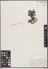 Foto von Salix borealis Fr.